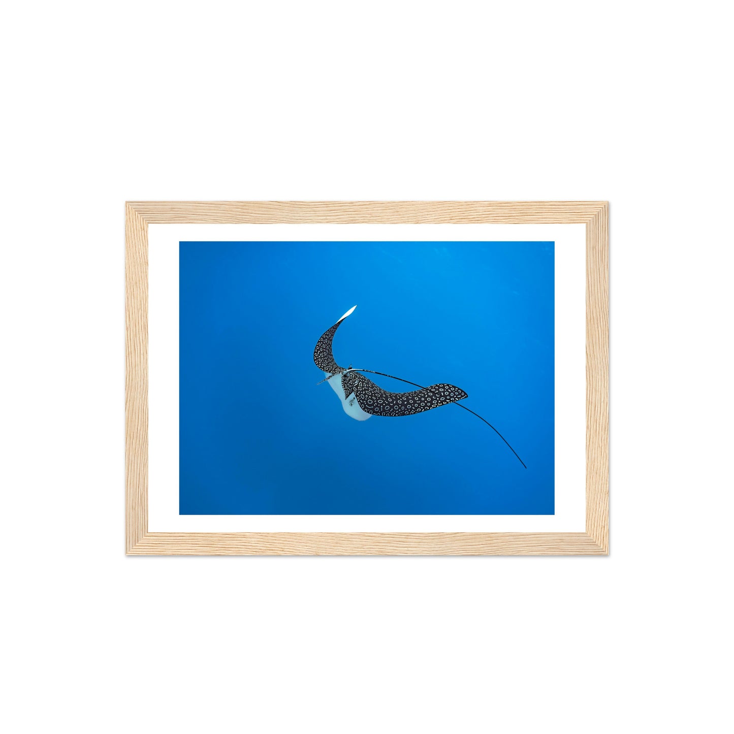 SPOTTED EAGLE RAY - WOODEN FRAME