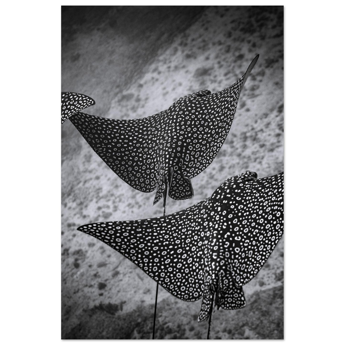SPOTTED EAGLE RAY SQUAD - MATTE POSTER