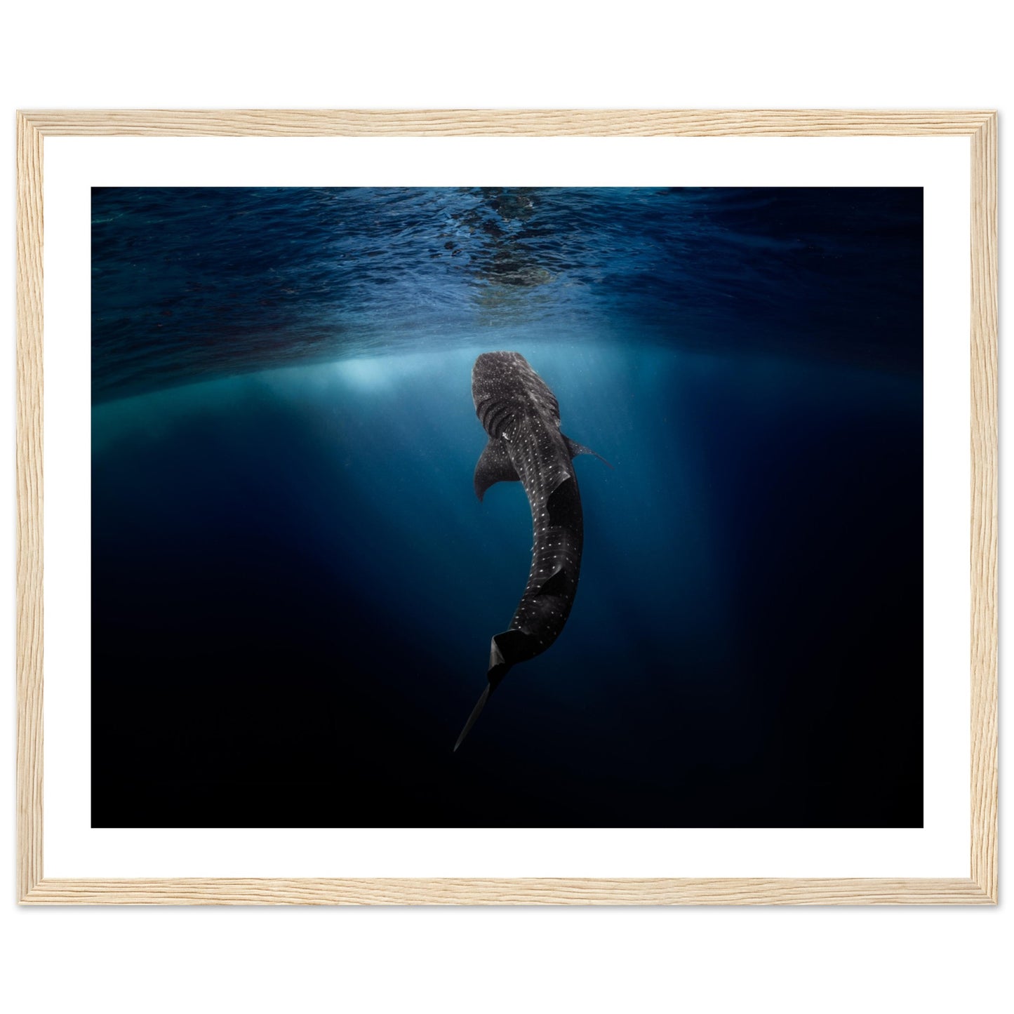 WHALE SHARK EATING AT THE SURFACE - WOODEN FRAME