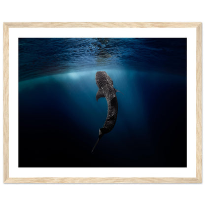WHALE SHARK EATING AT THE SURFACE - WOODEN FRAME
