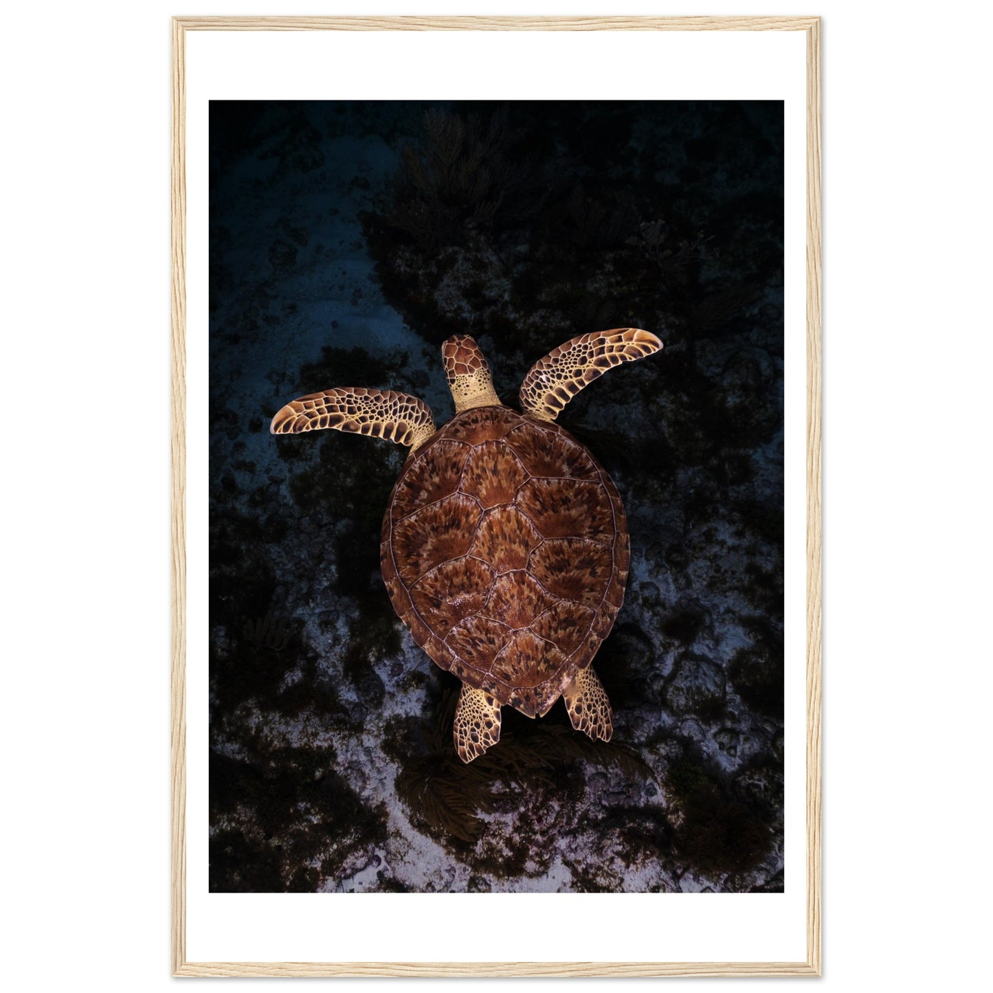 FLYING BABY TURTLE- WOODEN FRAME
