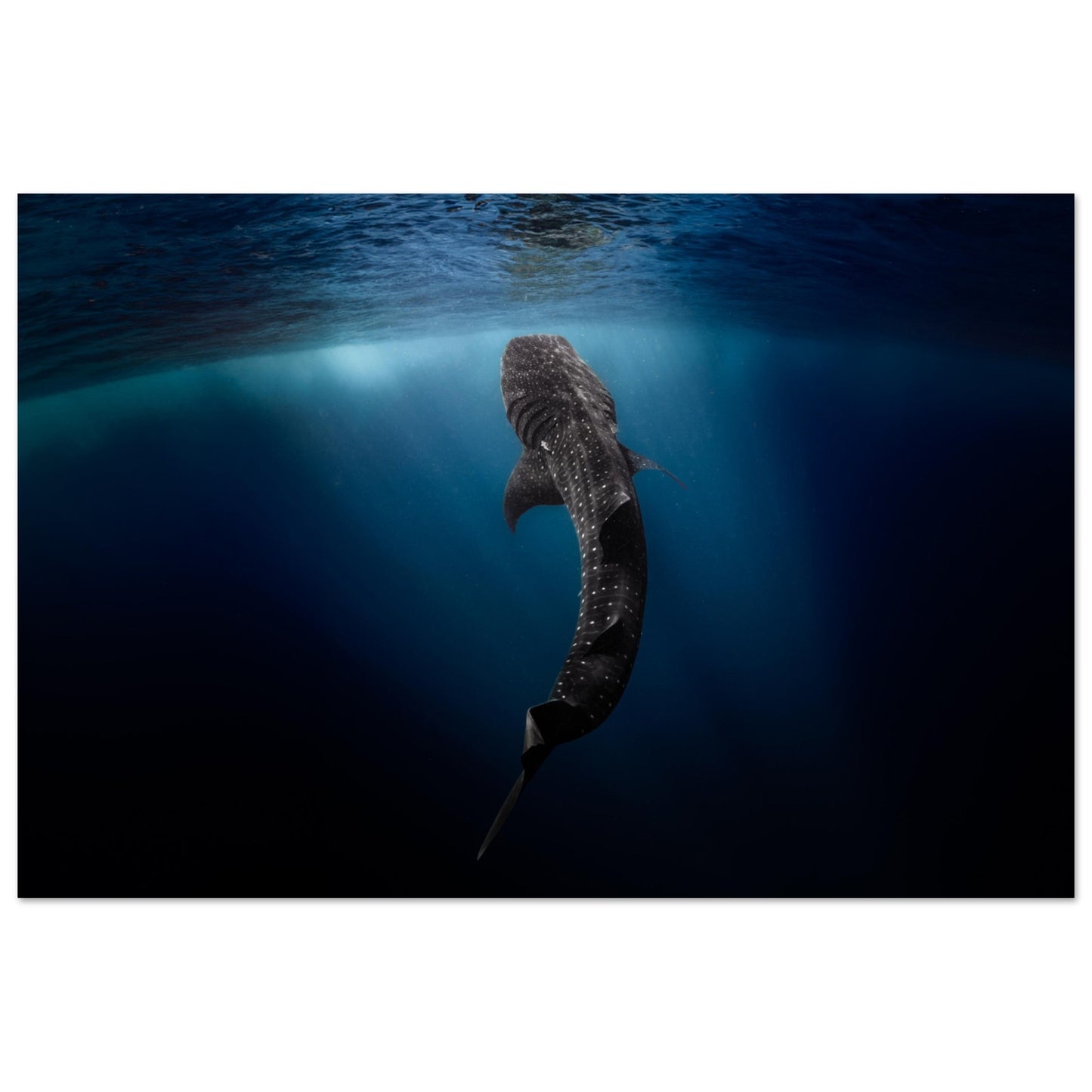 WHALE SHARK EATING AT THE SURFACE - MATTE POSTER