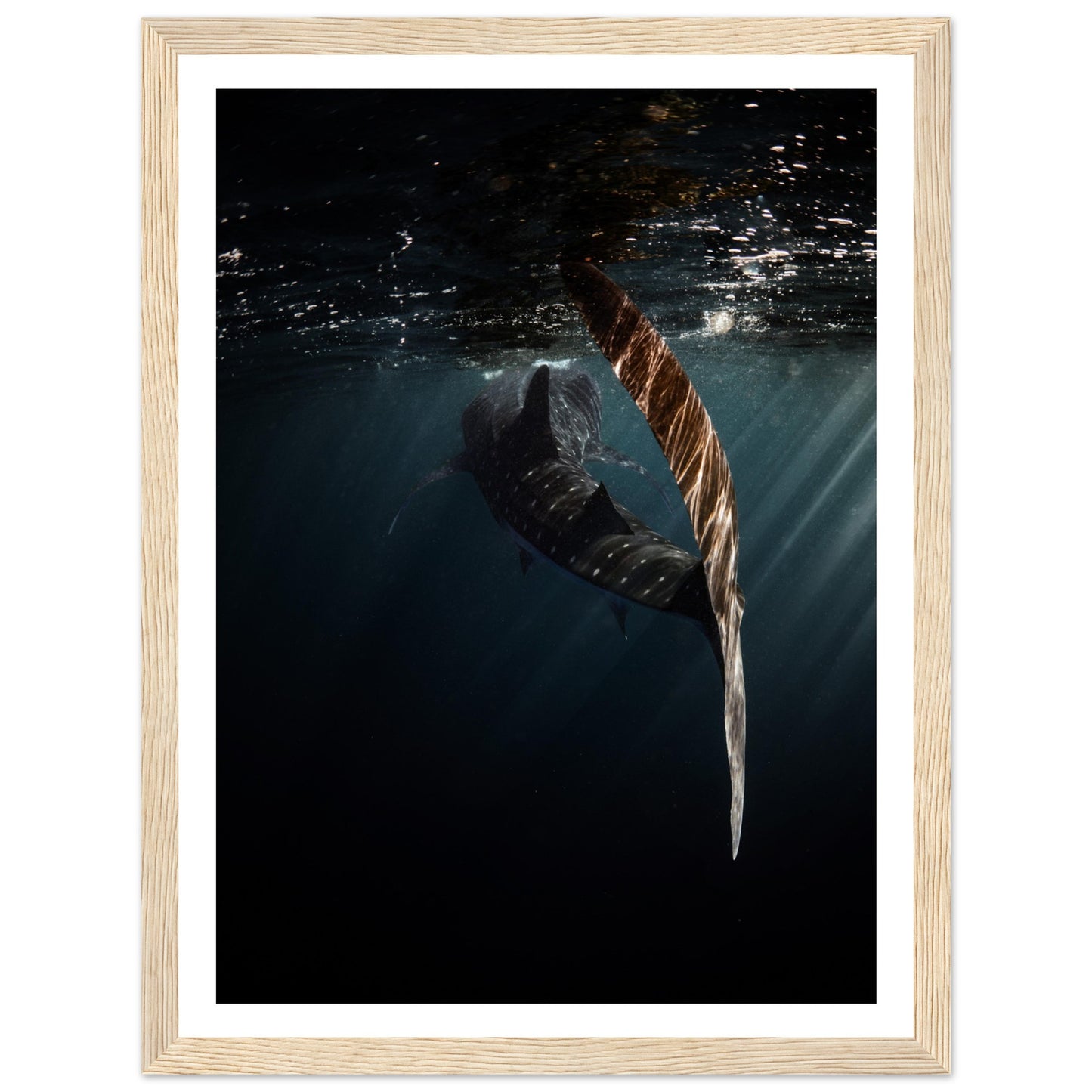 WHALE SHARK ENCOUNTER - WOODEN FRAME