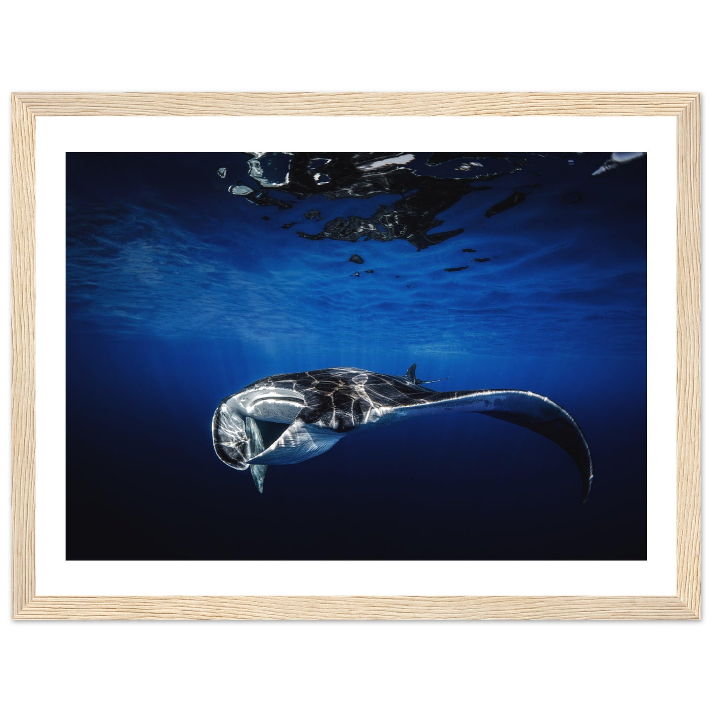 GIANT MANTA RAY - WOODEN FRAME