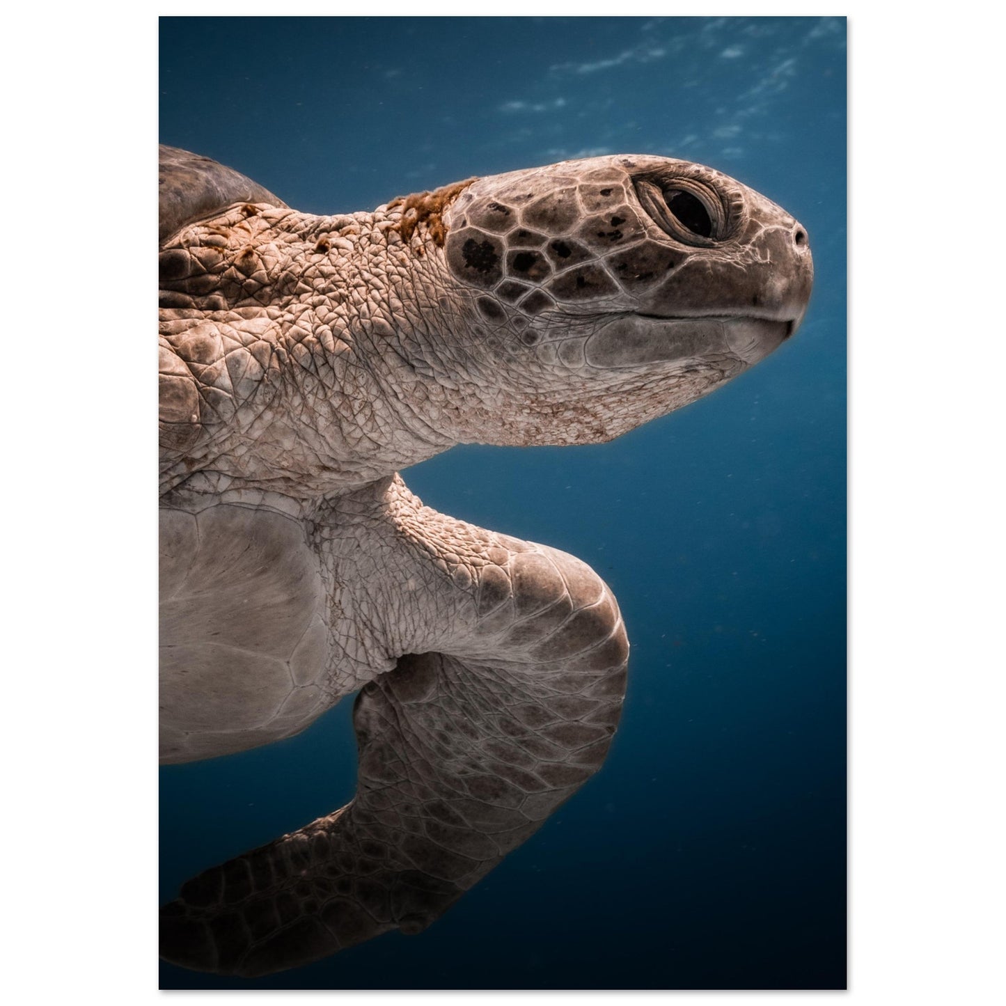 BENEATH A TURTLE - MATTE POSTER