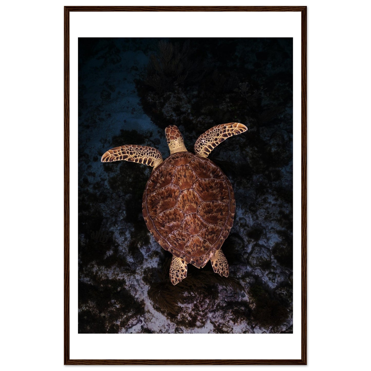 FLYING BABY TURTLE- WOODEN FRAME