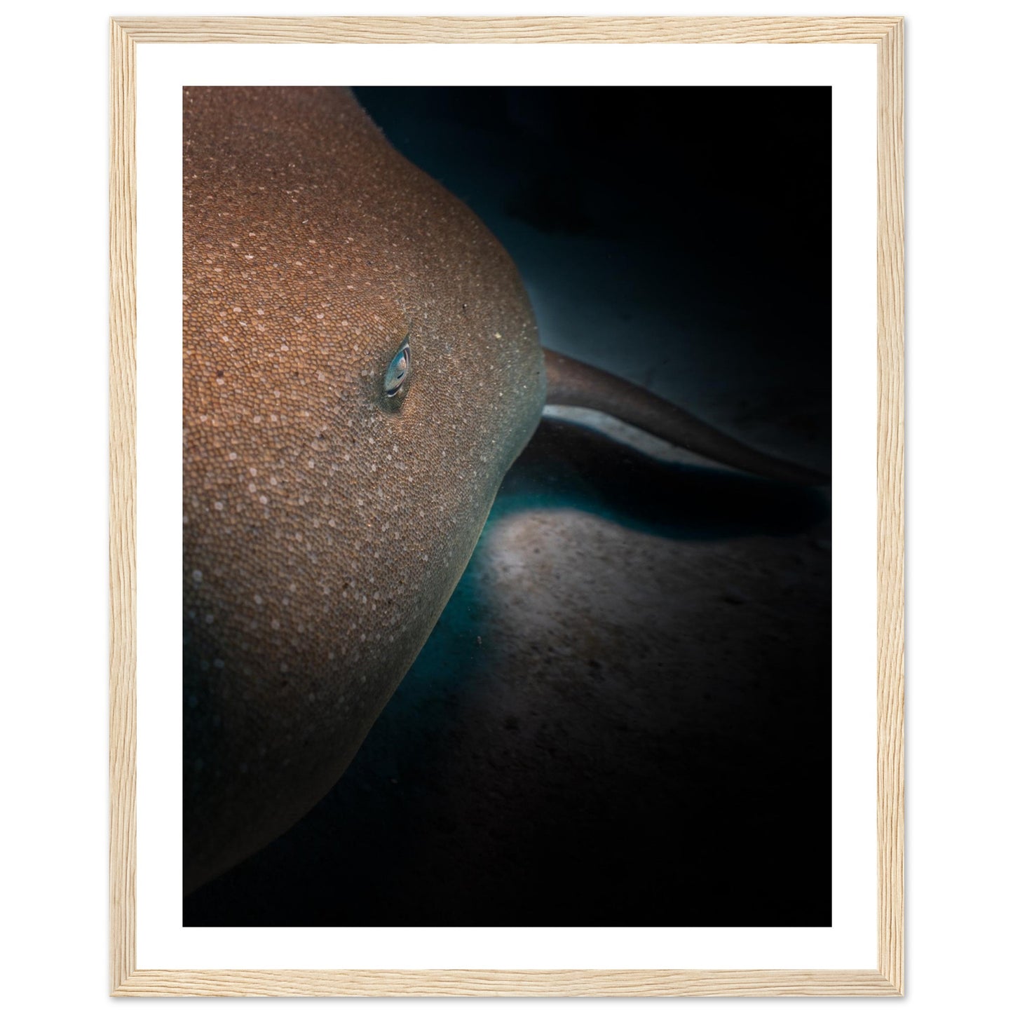 SLEEPING NURSE SHARK - WOODEN FRAME