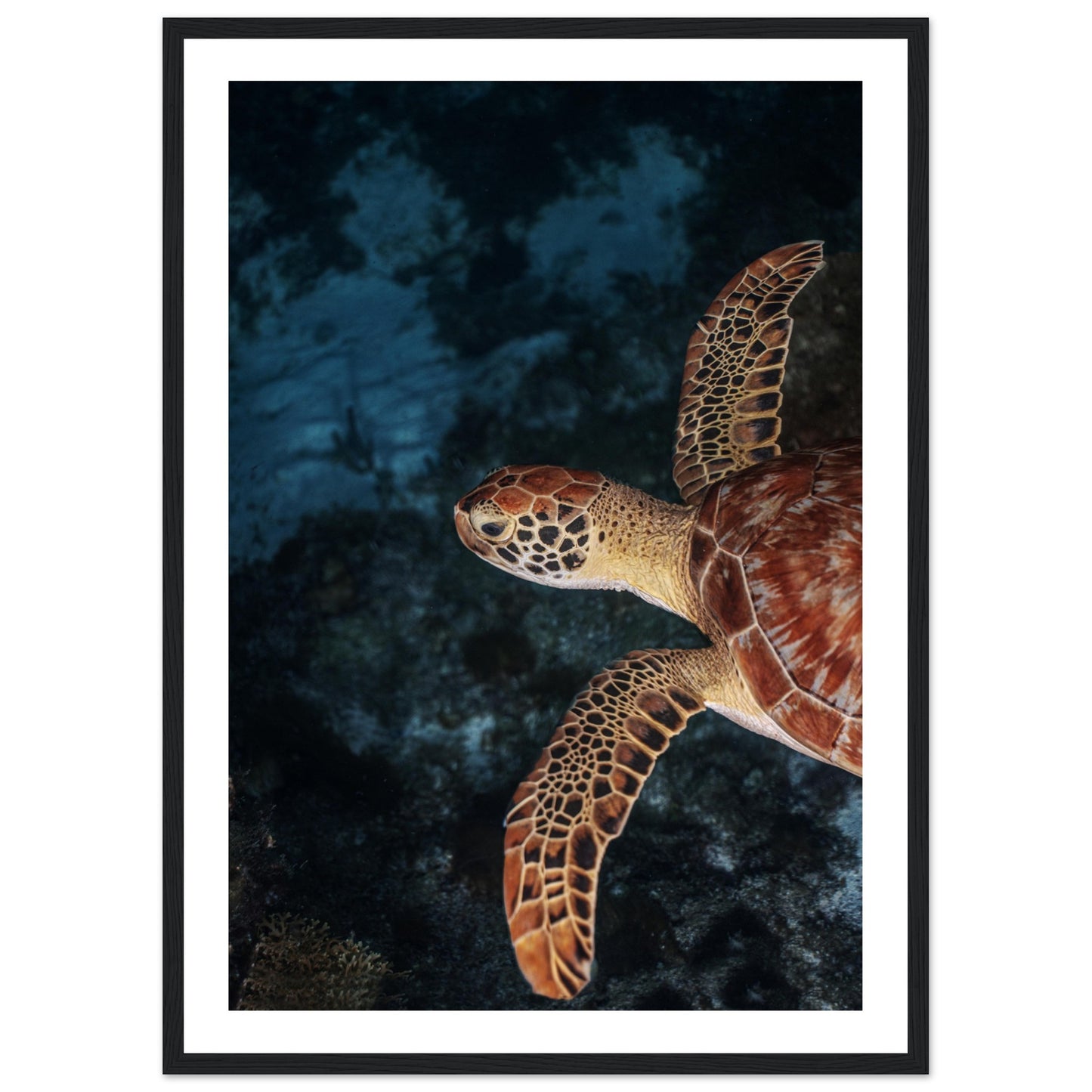 FLYING BABY TURTLE (PROFIL) - WOODEN FRAME