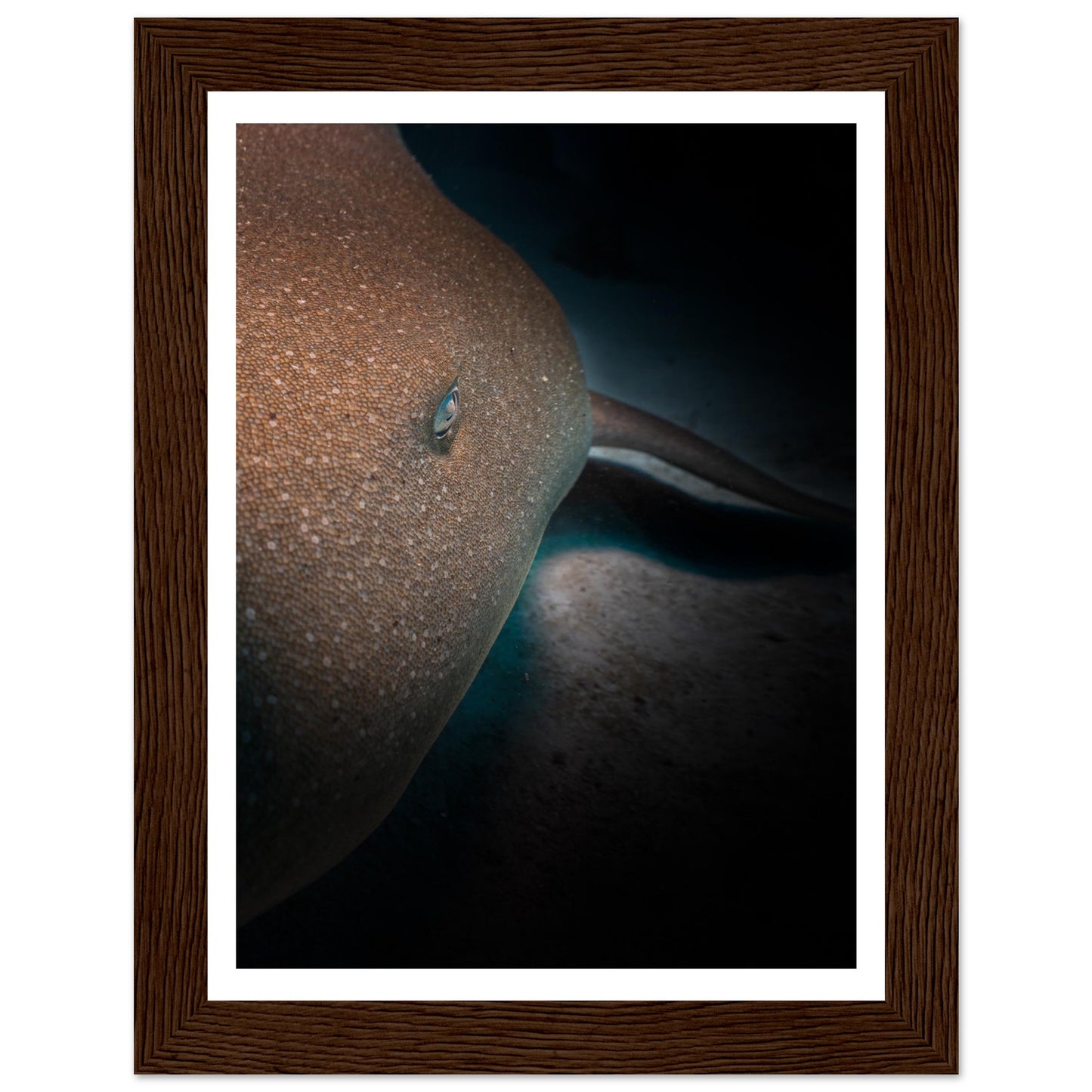 SLEEPING NURSE SHARK - WOODEN FRAME