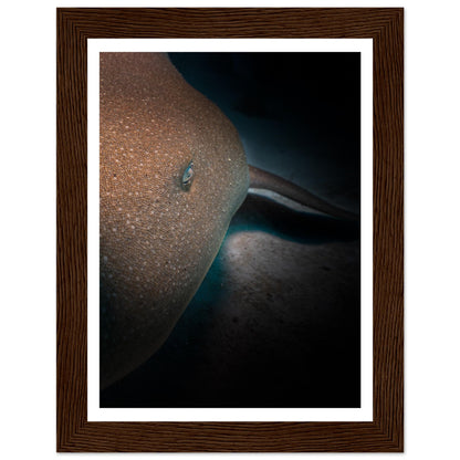 SLEEPING NURSE SHARK - WOODEN FRAME