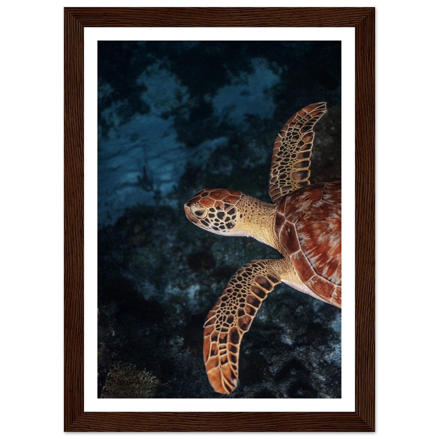 FLYING BABY TURTLE (PROFIL) - WOODEN FRAME