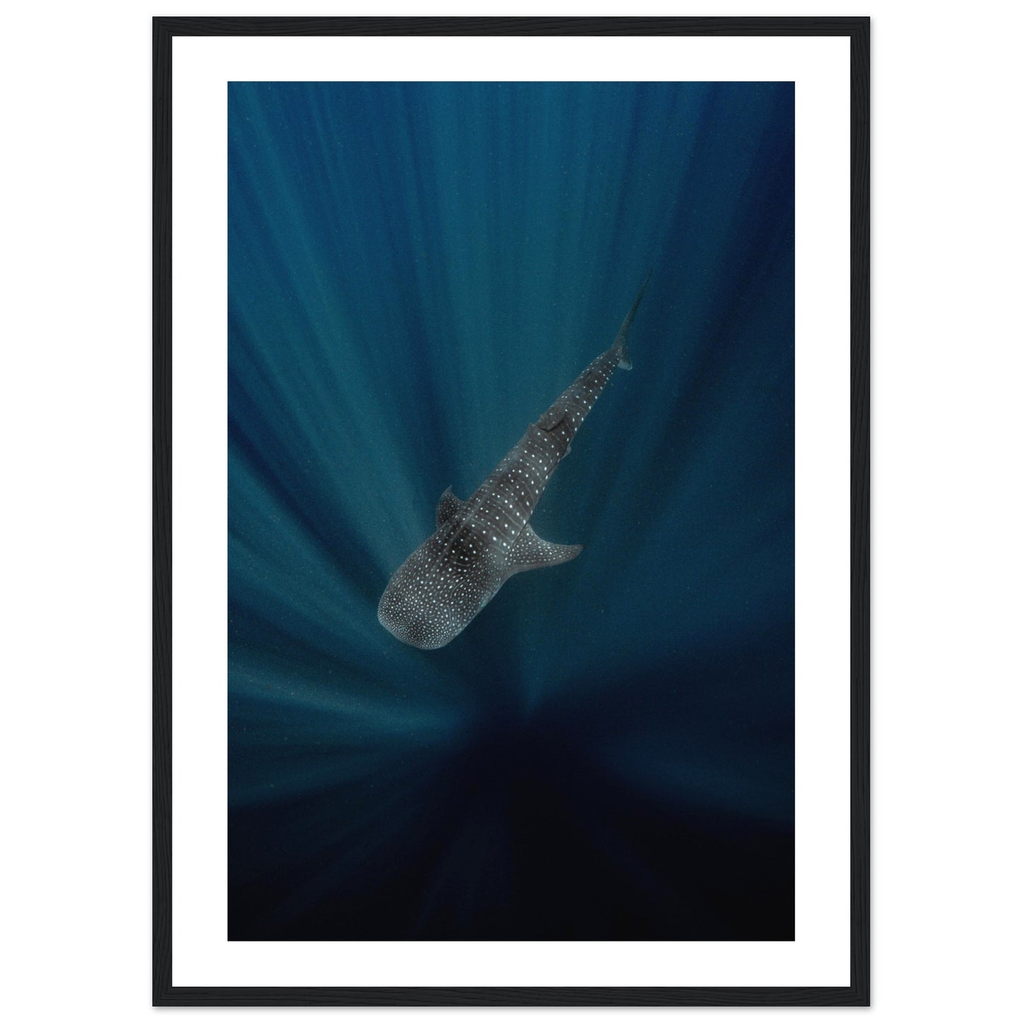 WHALE SHARK IN THE DARKNESS - WOODEN FRAME