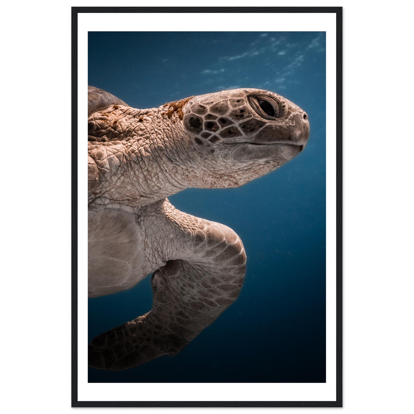 BENEATH A TURTLE - WOODEN FRAME