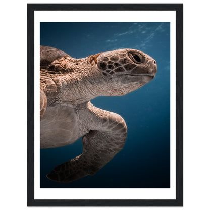 BENEATH A TURTLE - WOODEN FRAME