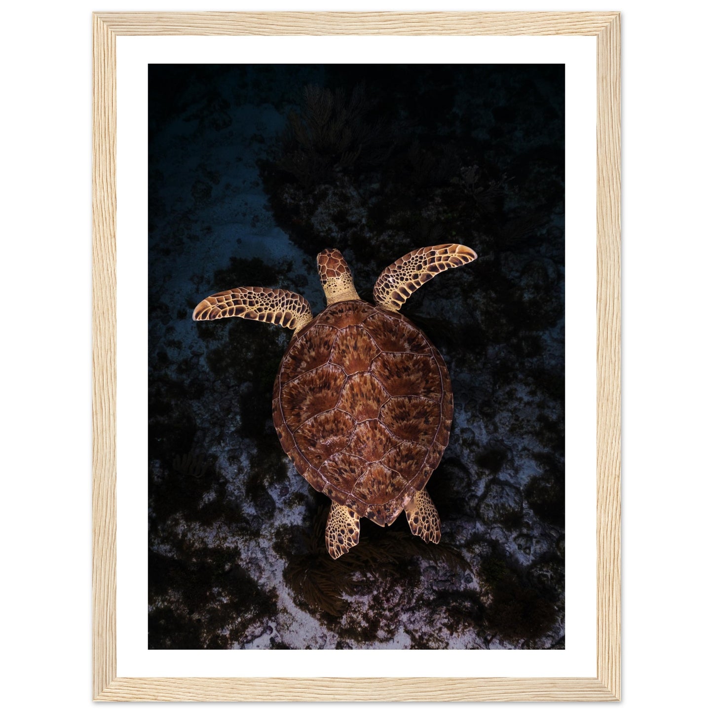 FLYING BABY TURTLE- WOODEN FRAME