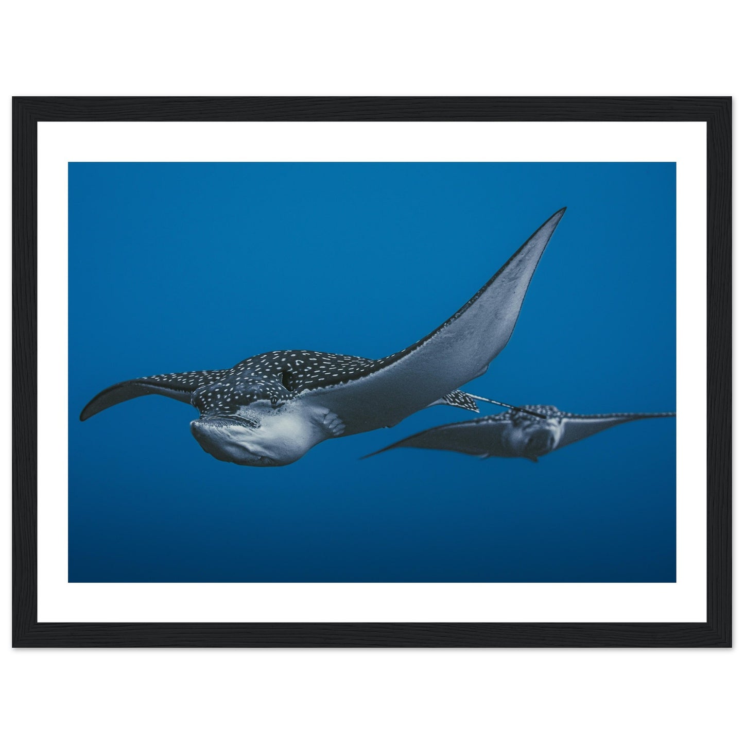 THE FLIGHT OF SPOTTED EAGLE RAYS - WOODEN FRAME