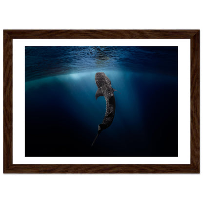 WHALE SHARK EATING AT THE SURFACE - WOODEN FRAME
