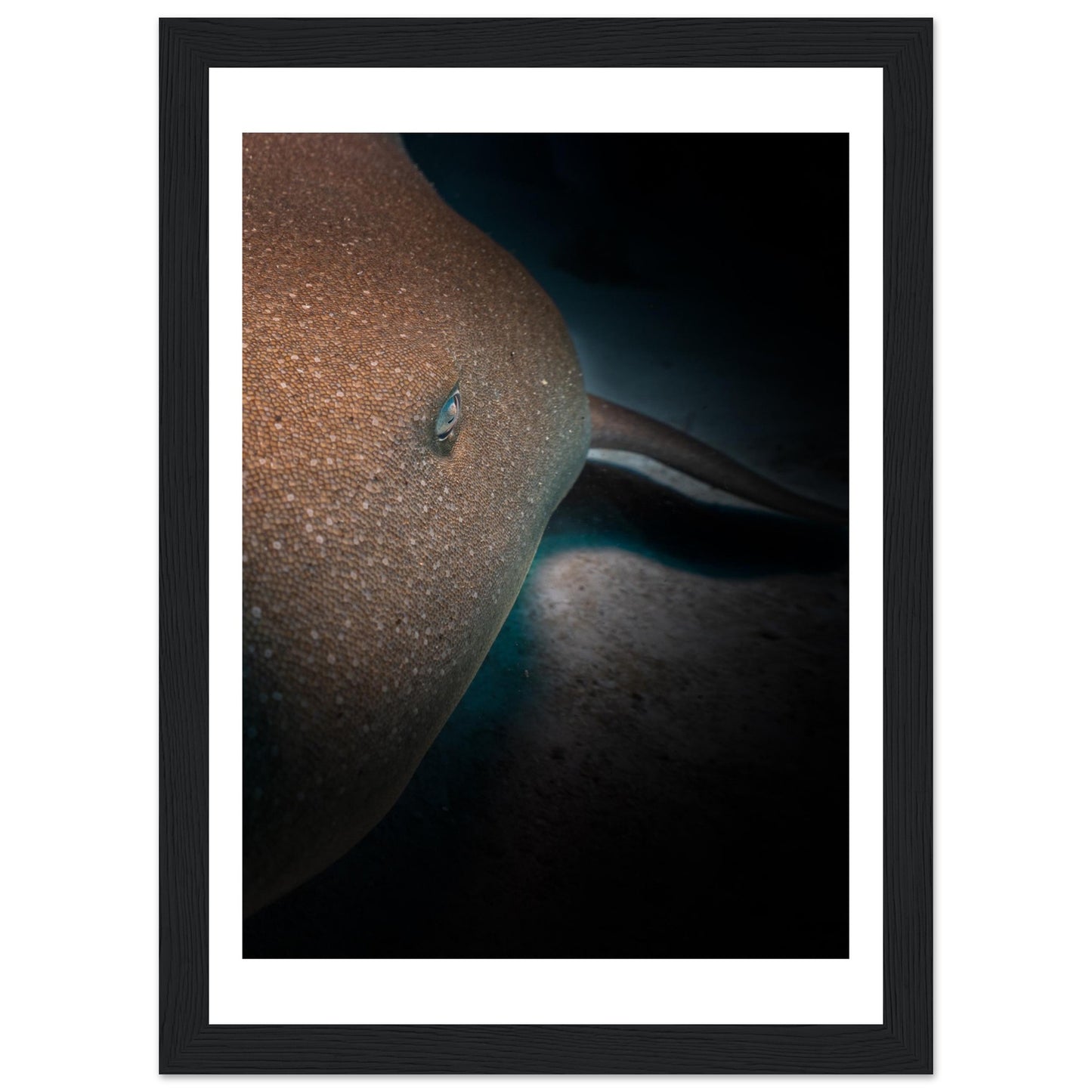 SLEEPING NURSE SHARK - WOODEN FRAME