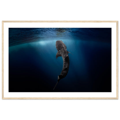 WHALE SHARK EATING AT THE SURFACE - WOODEN FRAME