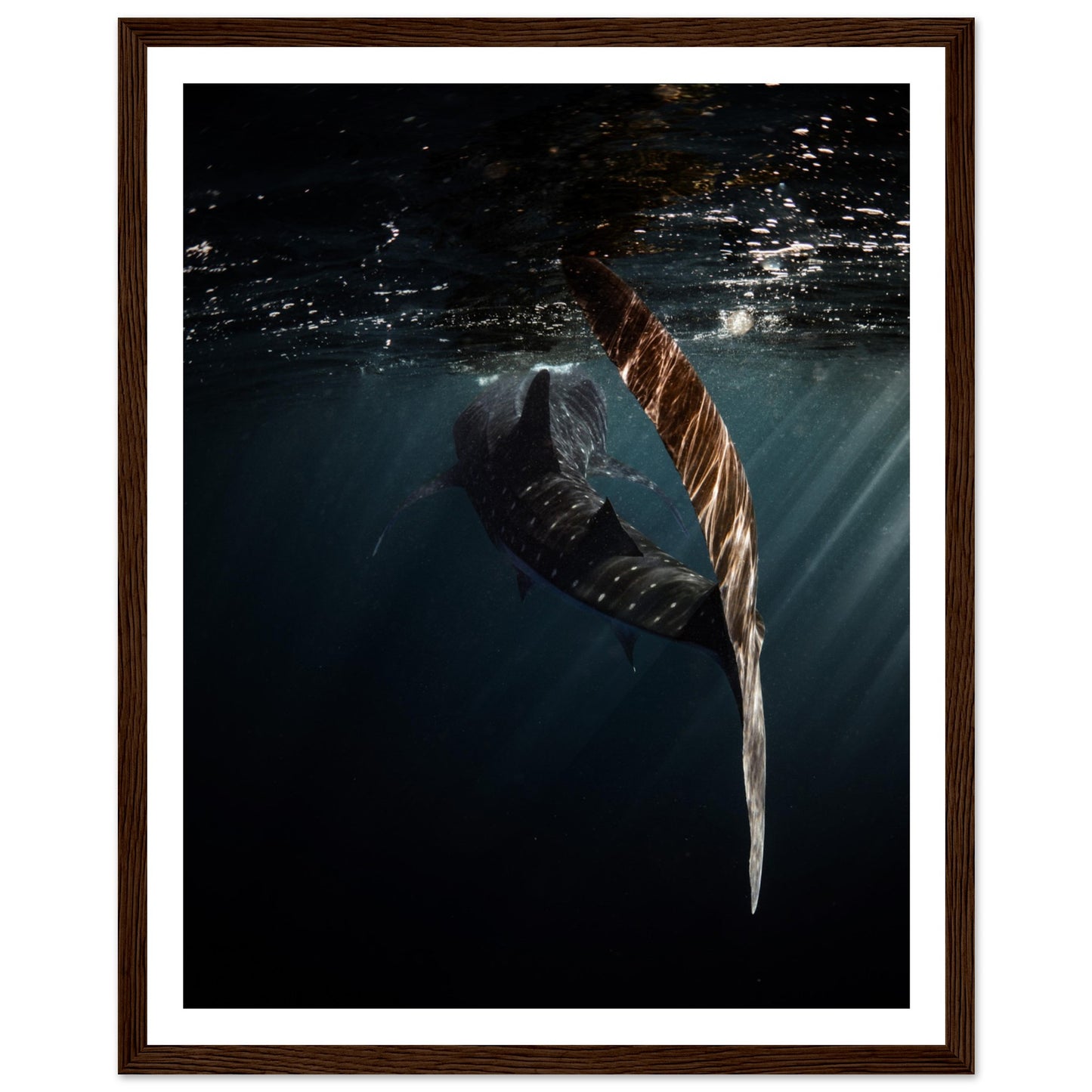 WHALE SHARK ENCOUNTER - WOODEN FRAME