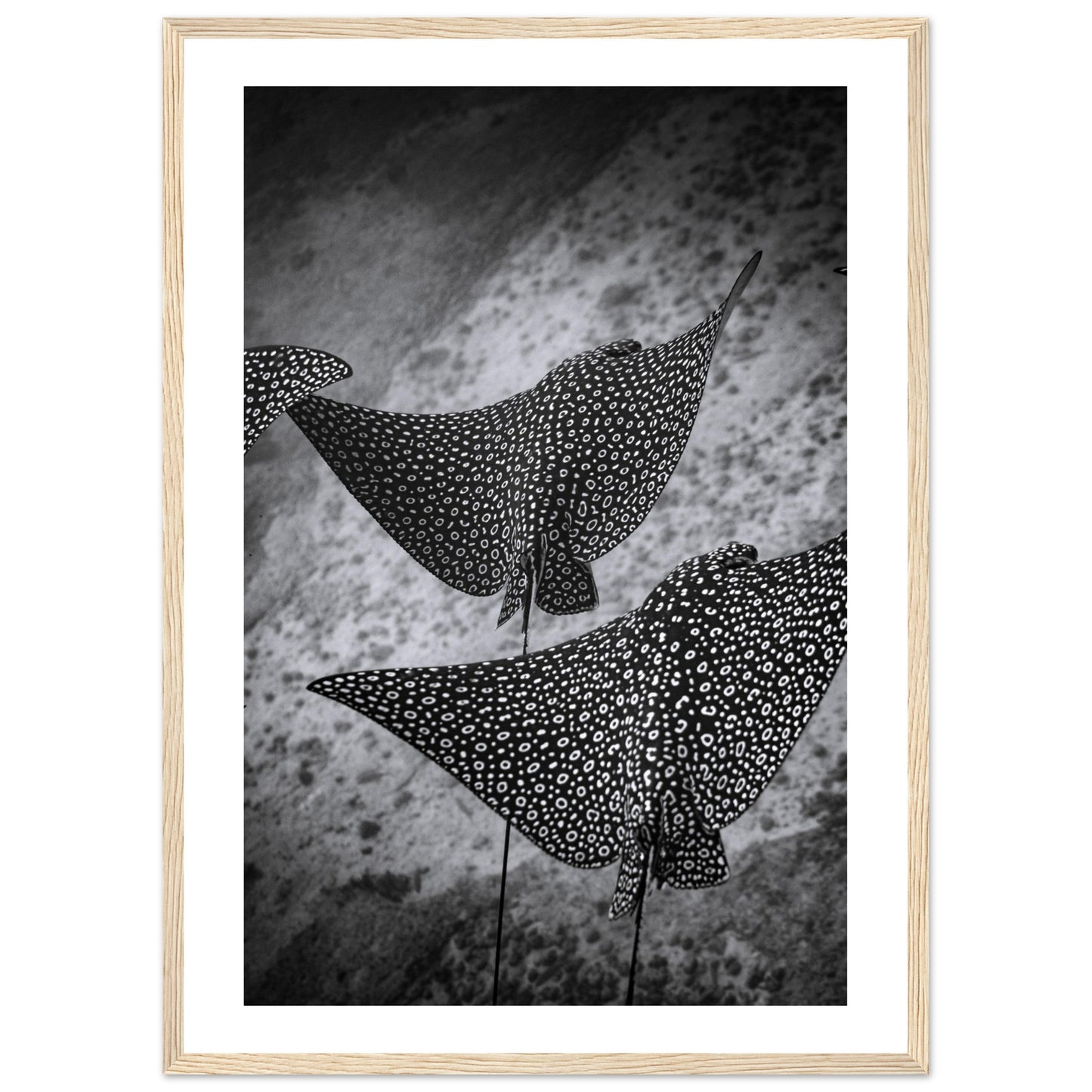 SPOTTED EAGLE RAY SQUAD - WOODEN FRAME