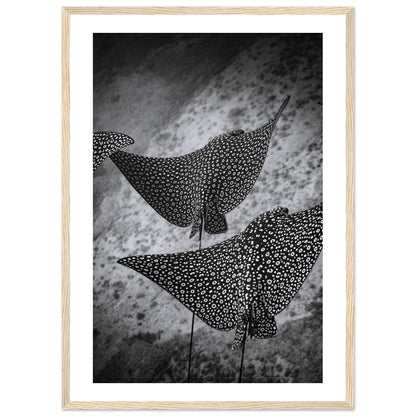 SPOTTED EAGLE RAY SQUAD - WOODEN FRAME