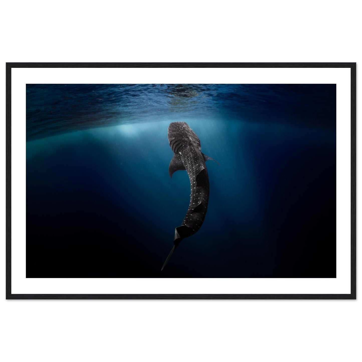 WHALE SHARK EATING AT THE SURFACE - WOODEN FRAME