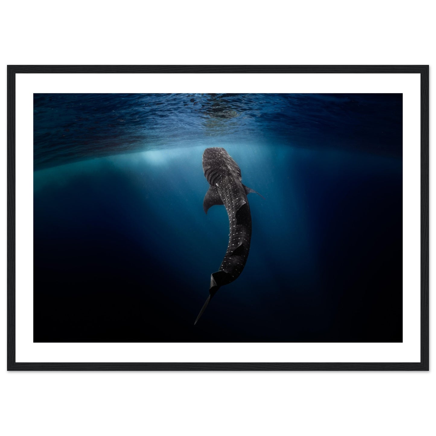 WHALE SHARK EATING AT THE SURFACE - WOODEN FRAME