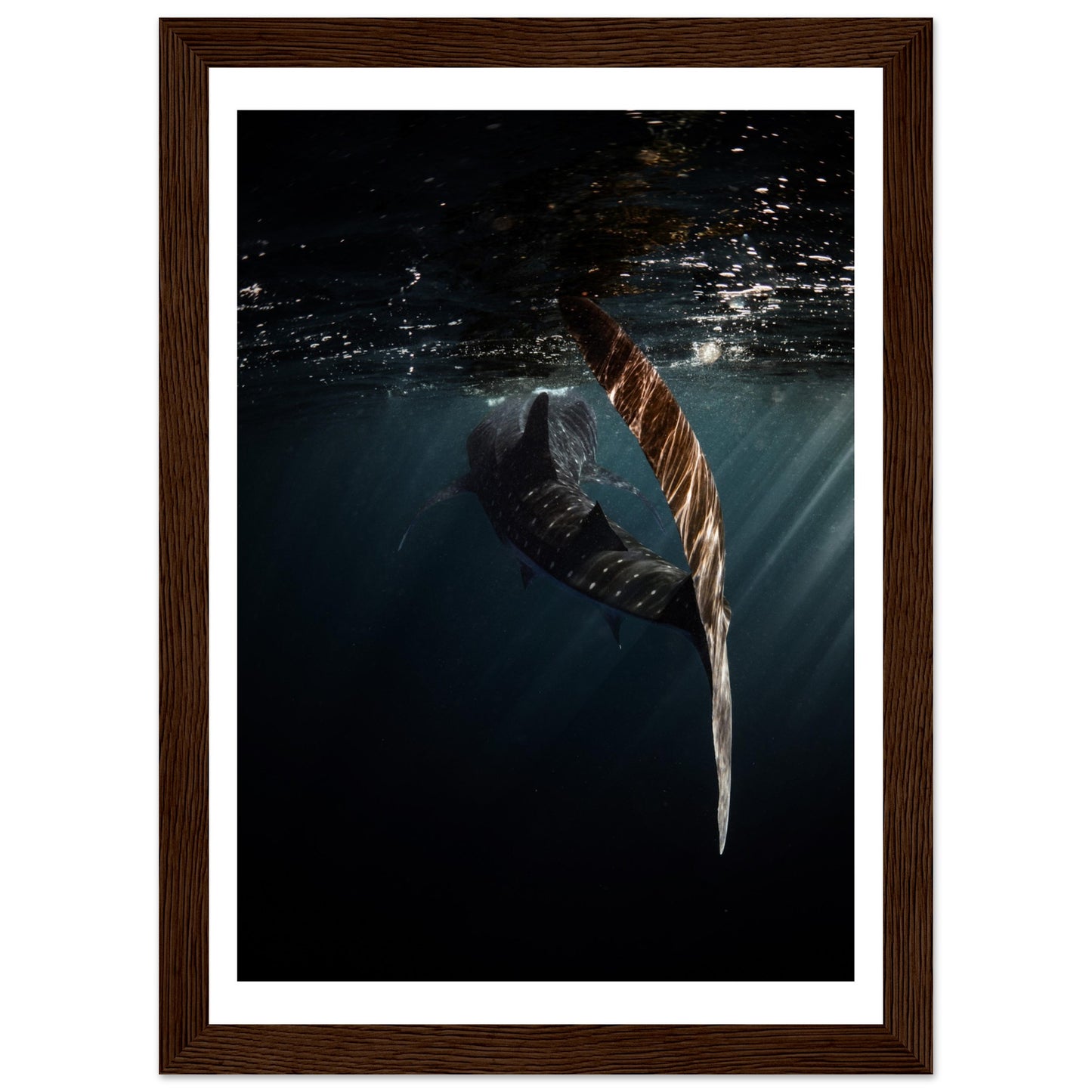 WHALE SHARK ENCOUNTER - WOODEN FRAME