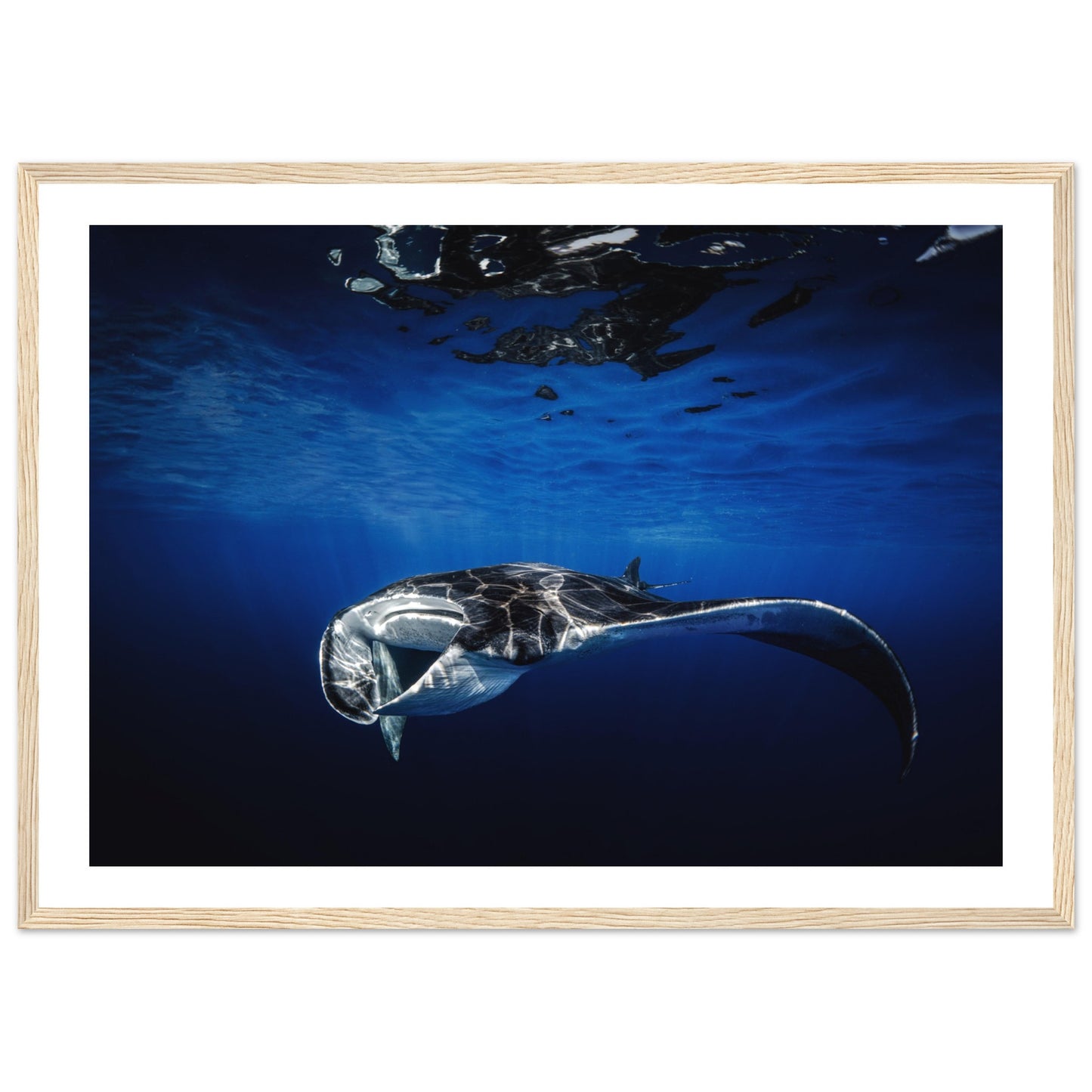 GIANT MANTA RAY - WOODEN FRAME