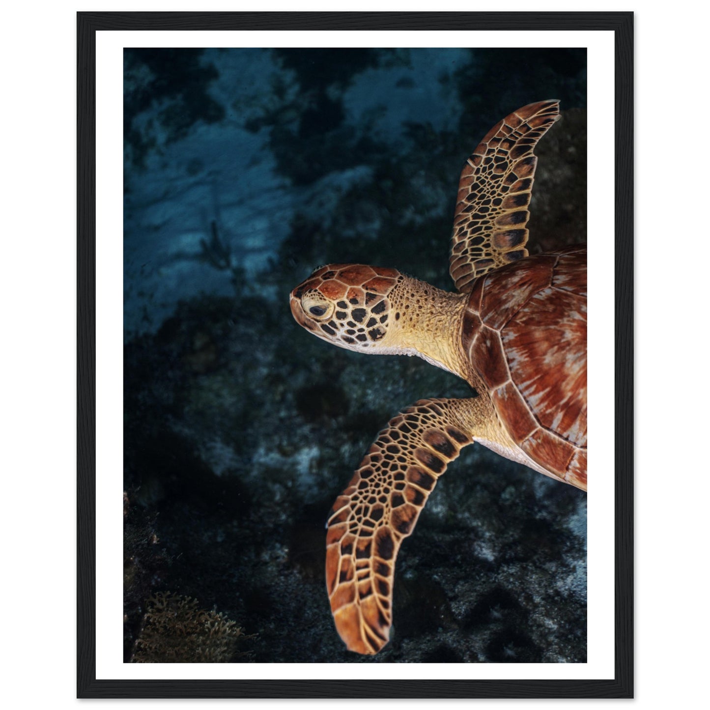 FLYING BABY TURTLE (PROFIL) - WOODEN FRAME