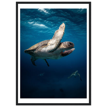 MATING SEA TURTLES - WOODEN FRAME