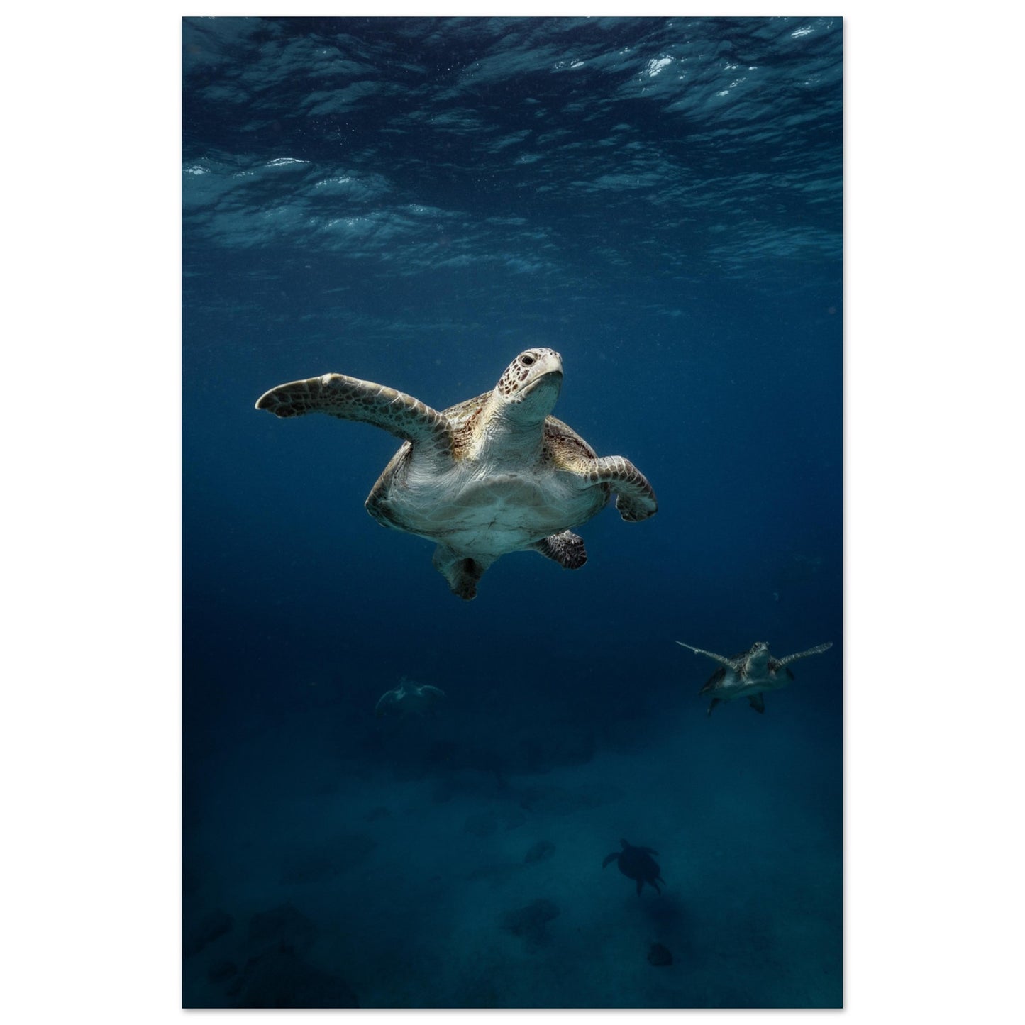 ONE FOR ALL - TURTLE ODYSSEY - MATTE POSTER