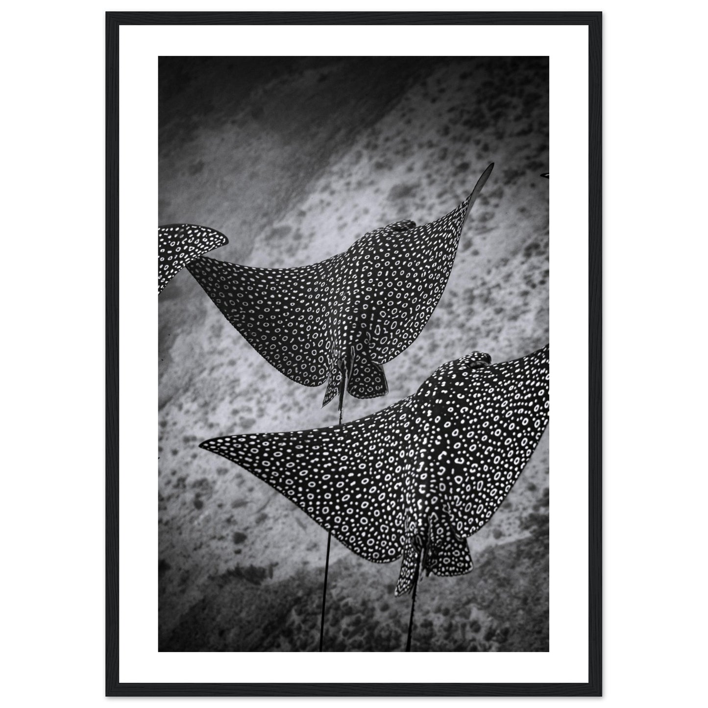 SPOTTED EAGLE RAY SQUAD - WOODEN FRAME