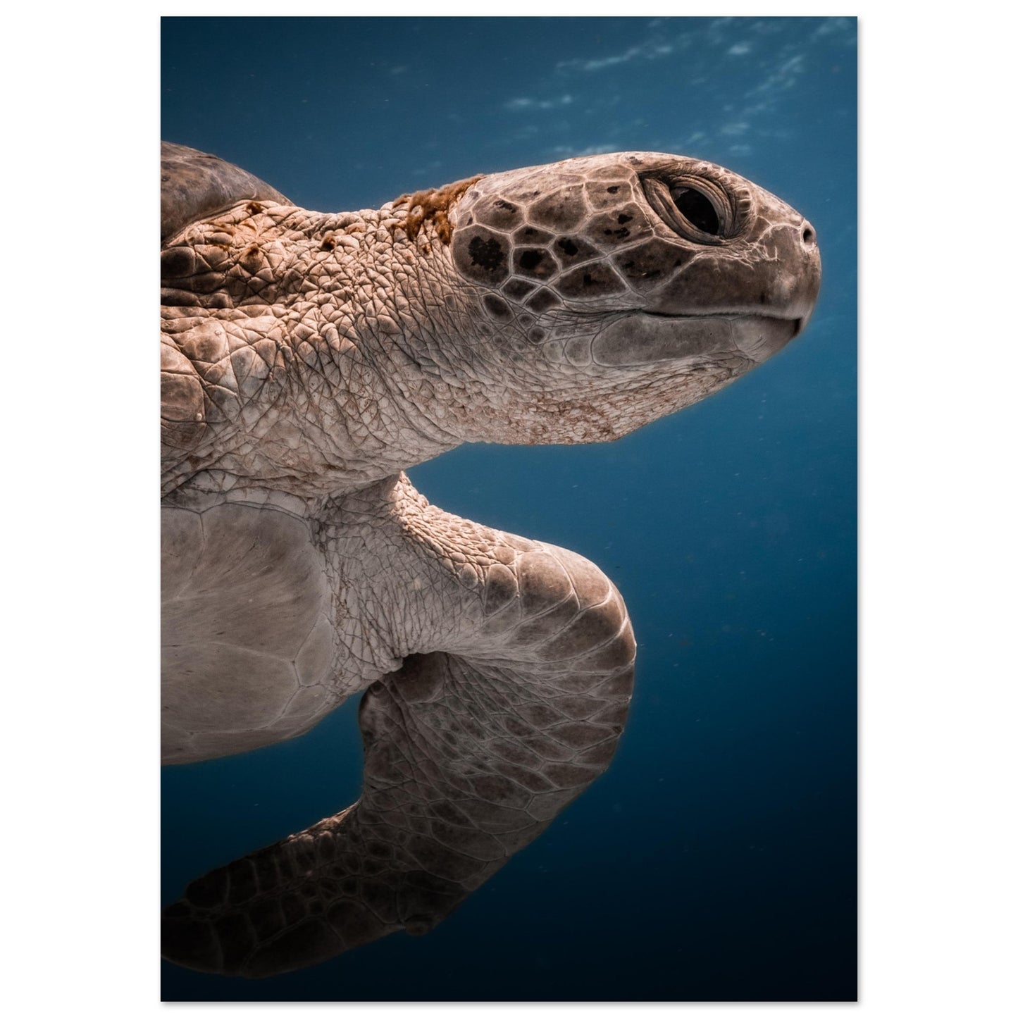 BENEATH A TURTLE - MATTE POSTER
