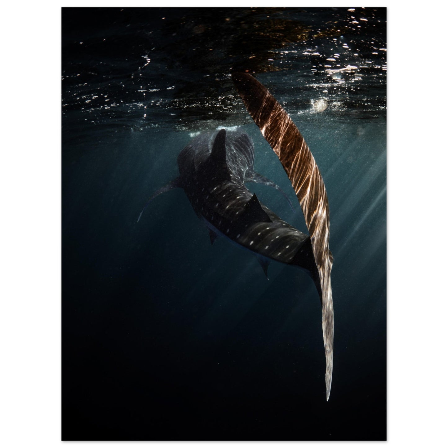 WHALE SHARK ENCOUNTER - MATTE POSTER