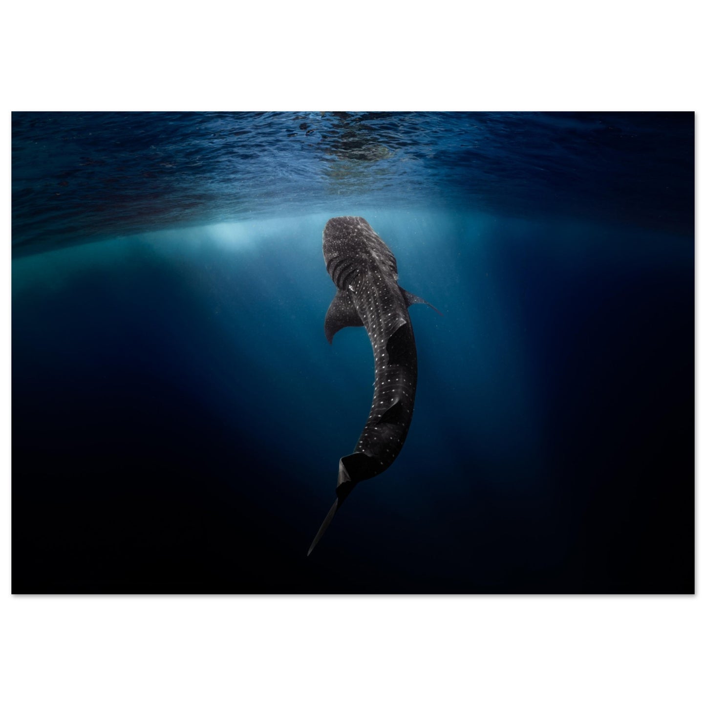 WHALE SHARK EATING AT THE SURFACE - MATTE POSTER