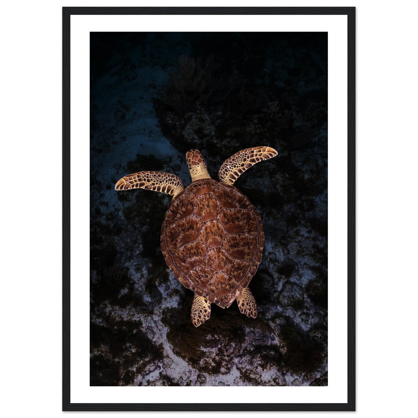FLYING BABY TURTLE- WOODEN FRAME