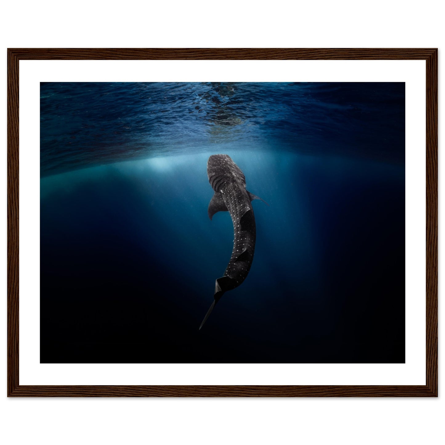 WHALE SHARK EATING AT THE SURFACE - WOODEN FRAME