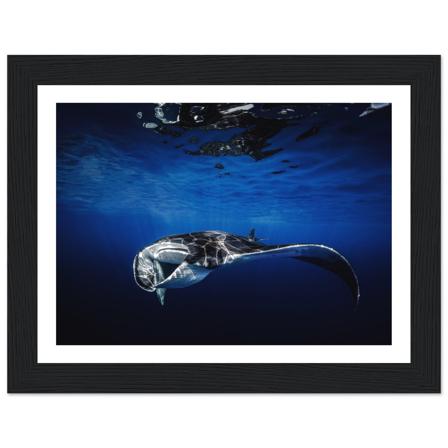 GIANT MANTA RAY - WOODEN FRAME