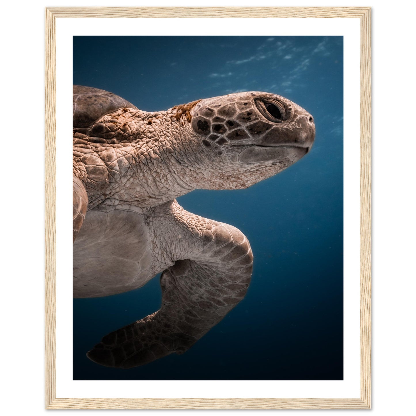 BENEATH A TURTLE - WOODEN FRAME