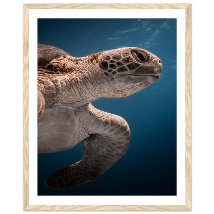 BENEATH A TURTLE - WOODEN FRAME