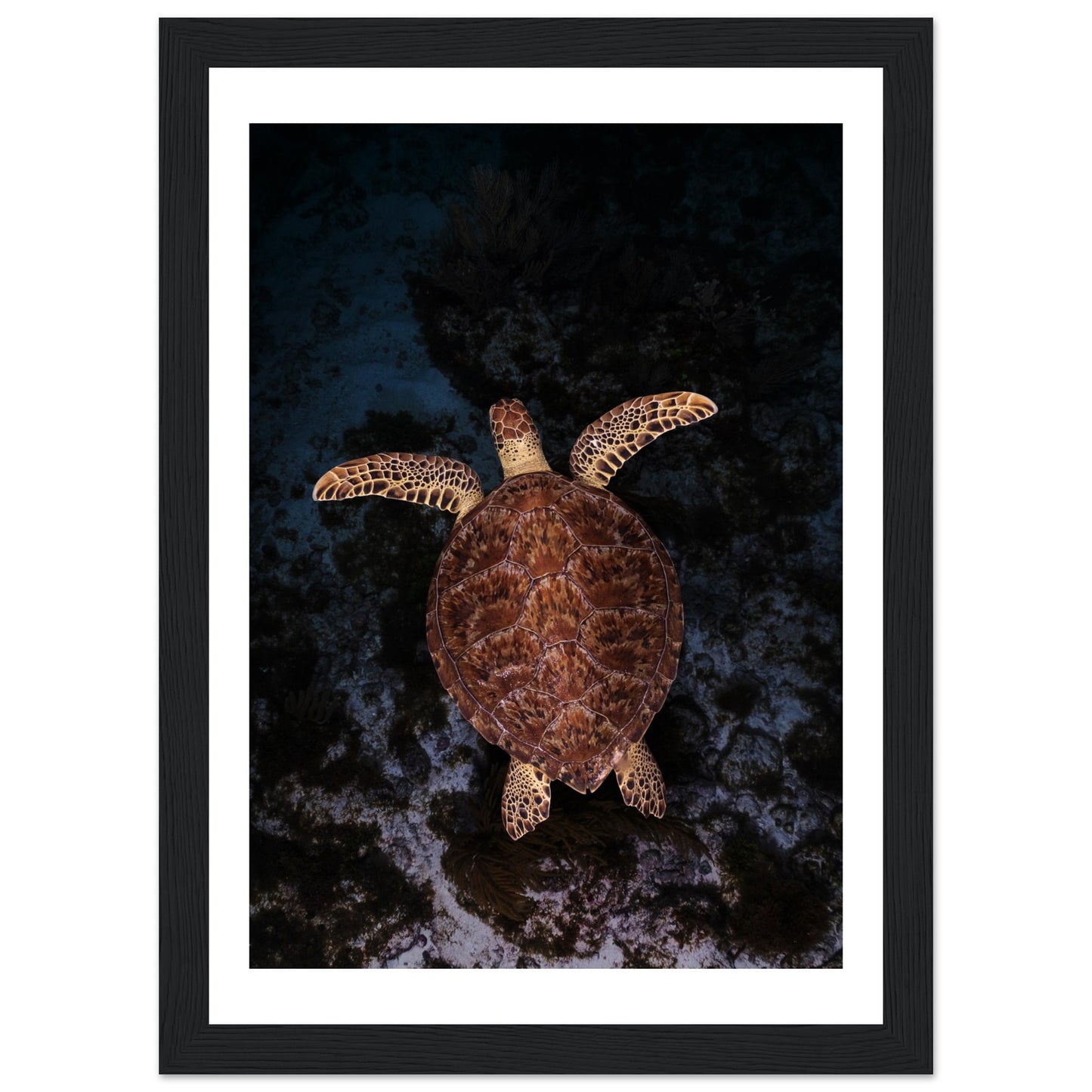 FLYING BABY TURTLE- WOODEN FRAME