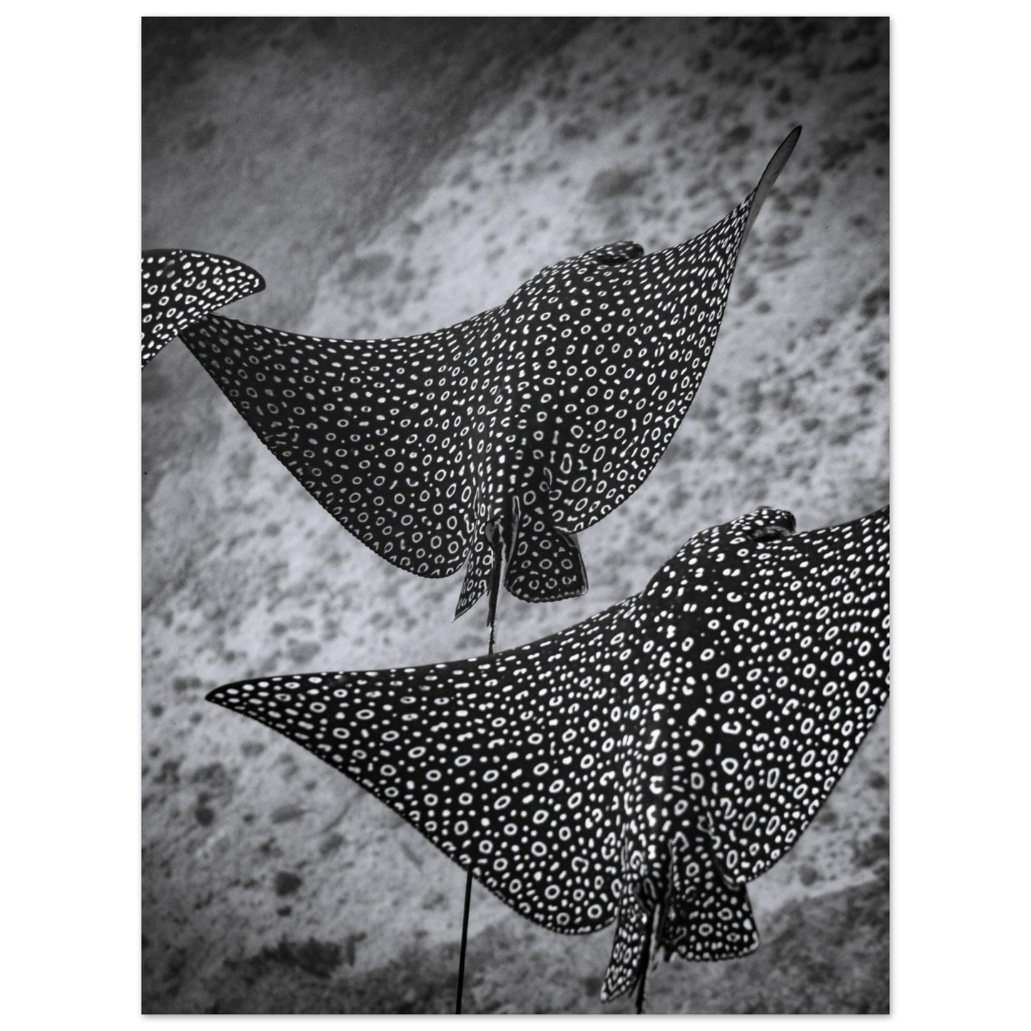 SPOTTED EAGLE RAY SQUAD - MATTE POSTER