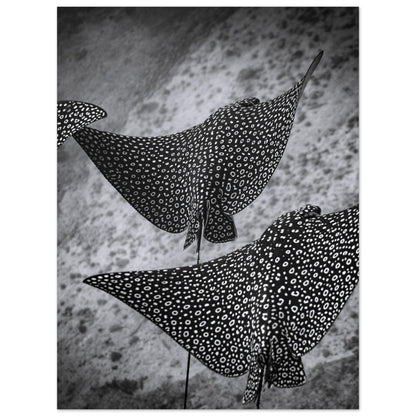 SPOTTED EAGLE RAY SQUAD - MATTE POSTER