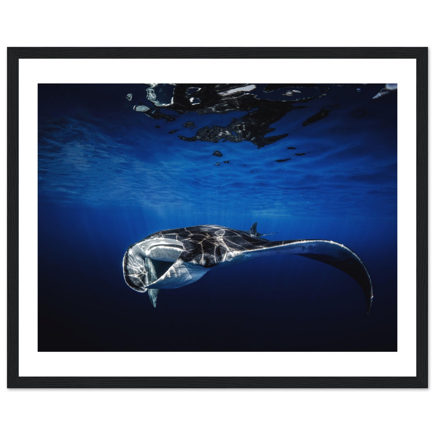 GIANT MANTA RAY - WOODEN FRAME