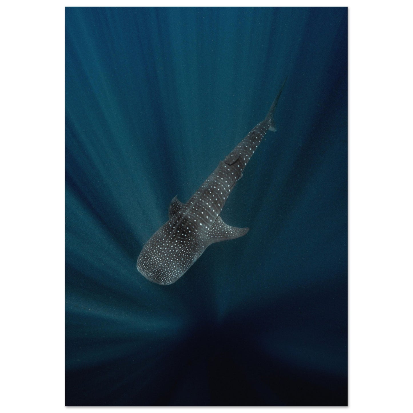 WHALE SHARK IN THE DARKNESS - MATTE POSTER