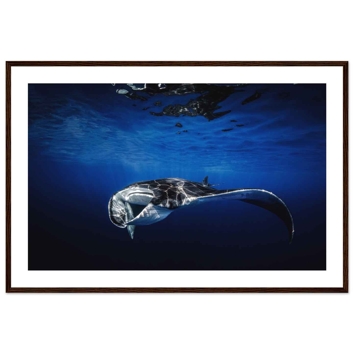 GIANT MANTA RAY - WOODEN FRAME