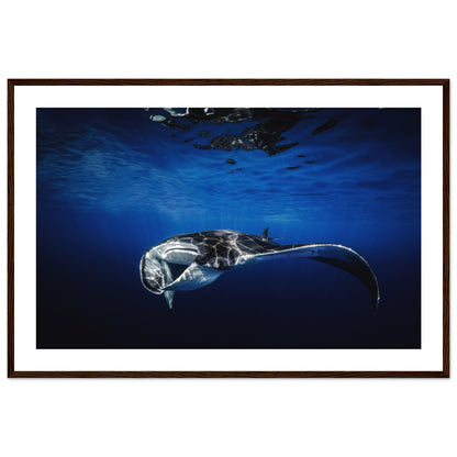 GIANT MANTA RAY - WOODEN FRAME