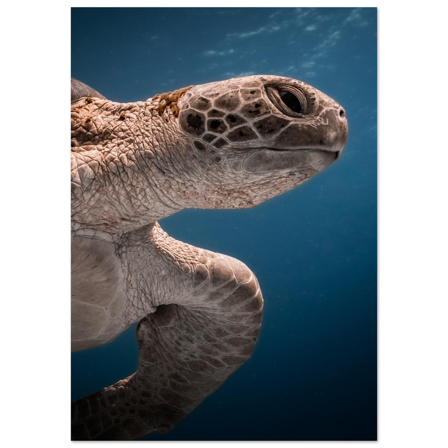 BENEATH A TURTLE - MATTE POSTER